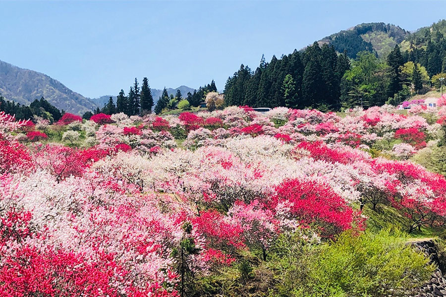 花桃の里